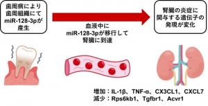 치주병이 신장의 염증을 일으키는 메커니즘을 동물 실험에서 해명
